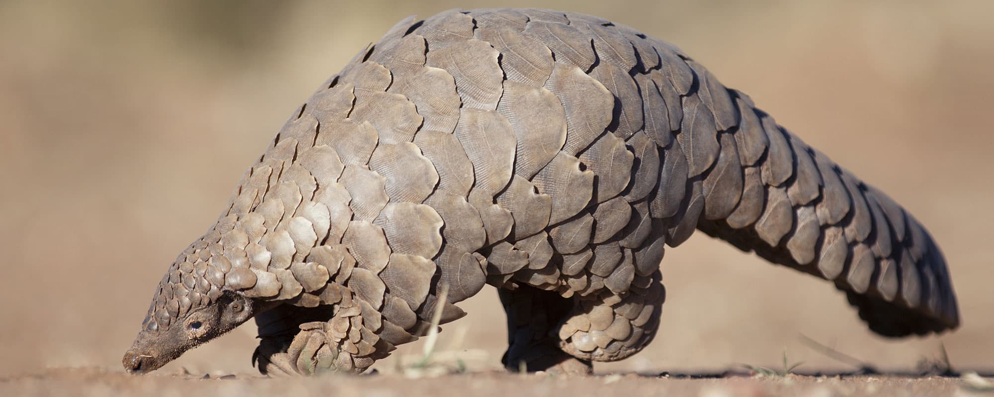 Please Protect the  Pangolin